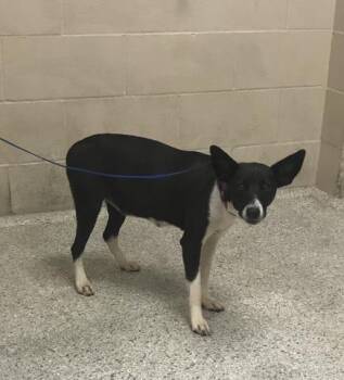 Labrador Retriever and Mixed Breed Dogs Available for Adoption in Conroe, Texas - A427132 | PetCurious