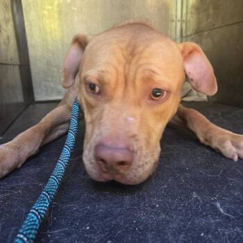 Leviticus -  Pit Bull Terrier Dog for Adoption in Birmingham, Alabama - Leviticus | PetCurious