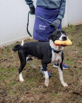 Dooley -  Mixed Breed Dog for Adoption in Chamblee, Georgia - Dooley | PetCurious