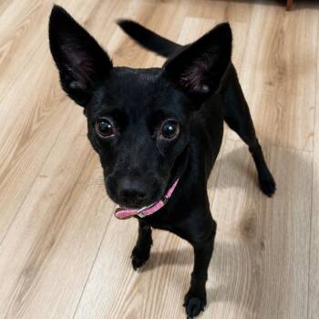 Tiana -  Chihuahua Dog for Adoption in Baldwin, Maryland - Tiana | PetCurious