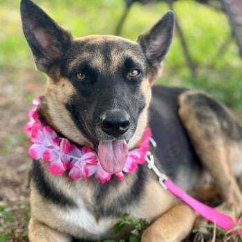Lilly -  German Shepherd Dog Dog for Adoption in Cleveland, Texas - Lilly | PetCurious