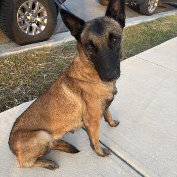 Carmela -  Belgian Shepherd Malinois Dog for Adoption in Harlingen, Texas - Carmela | PetCurious