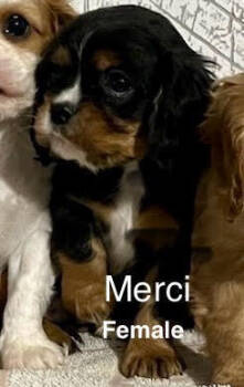 Rescue Cavalier King Charles Spaniel Dogs for Adoption in Los Angeles, California - Merci | PetCurious