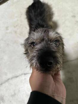 Rescue Scottish Terrier Dogs for Adoption in Schertz, Texas - Jax | PetCurious