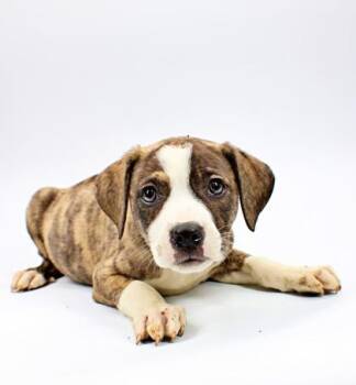 Labrador Retriever and Dutch Shepherd Dogs Available for Adoption in Morton Grove, Illinois - Salami | PetCurious