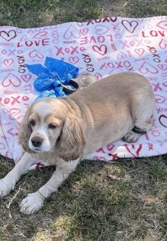 Darla -  Cocker Spaniel Dog for Adoption in Jamestown, California - Darla | PetCurious
