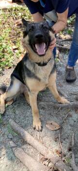 Greta -  German Shepherd Dog Dog for Adoption in Dallas, Texas - Greta | PetCurious