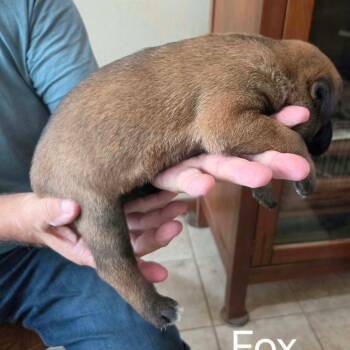 Fox -  Shepherd and Pit Bull Terrier Dog for Adoption in Wadena, Minnesota - Fox | PetCurious