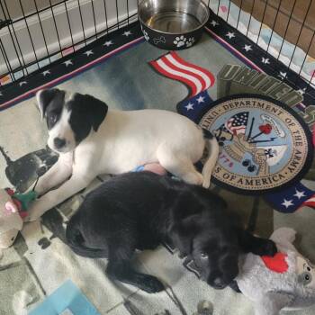 Europe Pup: Brussels -  Mixed Breed Dog for Adoption in Falls Church, Virginia - Europe Pup: Brussels | PetCurious