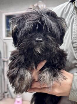Shih Tzu Dogs Available for Adoption in Fresno, California - BABY LINDSEY  | PetCurious