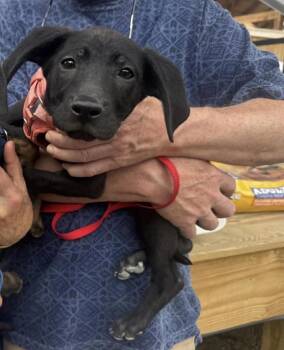 Terrier Dogs Available for Adoption - Stellar  | PetCurious