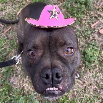 Mae Mae -  Pit Bull Terrier and Mixed Breed Dog for Adoption in Columbia, South Carolina - Mae Mae | PetCurious