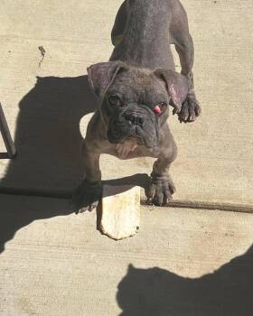 Bones -  French Bulldog and Boston Terrier Dog for Adoption in Youngstown, Ohio - Bones | PetCurious