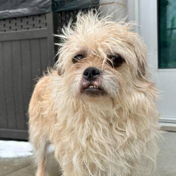 Terrier Dogs Available for Adoption - Andrea | PetCurious