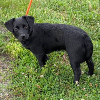 Trixie -  Border Collie and Dachshund Dog for Adoption in Maynardville, Tennessee - Trixie | PetCurious