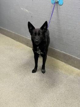 SOFYA -  Australian Cattle Dog Blue Heeler and Mixed Breed Dog for Adoption in Las Vegas, Nevada - SOFYA | PetCurious