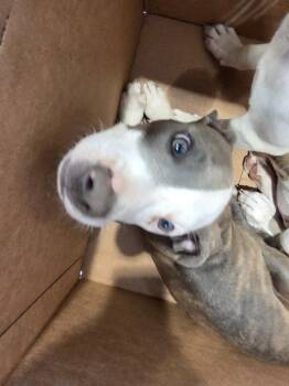 Nixon -  Mixed Breed Dog for Adoption in Bossier City, Louisiana - Nixon | PetCurious