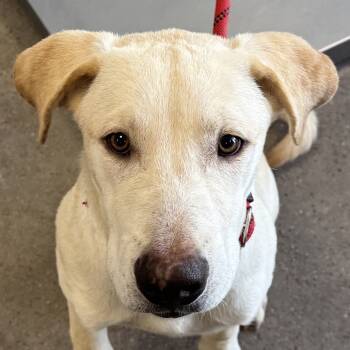 Rescue Mixed Breed Dogs for Adoption in Las Cruces, New Mexico - 98998 | PetCurious