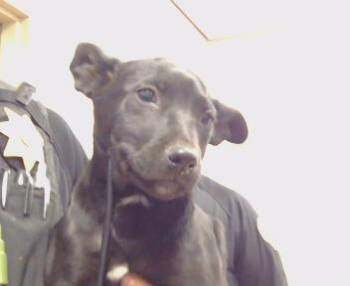 A926760 -  Pit Bull Terrier and Mixed Breed Dog for Adoption in Sacramento, California - A926760 | PetCurious