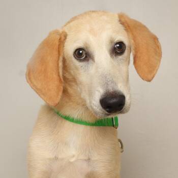 Spider-Man D70369 -  Labrador Retriever Dog for Adoption in Minnetonka, Minnesota - Spider-Man D70369 | PetCurious