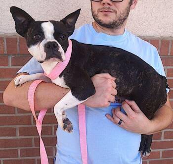 Rescue Boston Terrier Dogs for Adoption in Carrollton, Texas - Dakota | PetCurious
