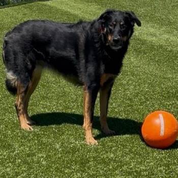 Oakley -  Airedale Terrier and Border Collie Dog for Adoption in Idaho Falls, Idaho - Oakley | PetCurious