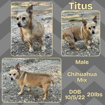 Rescue Chihuahua Dogs for Adoption in Caldwell, Texas - Titus | PetCurious