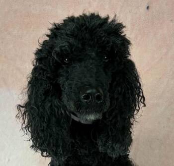 Poodle Dogs Available for Adoption in Newport, Tennessee - Lindsey | PetCurious