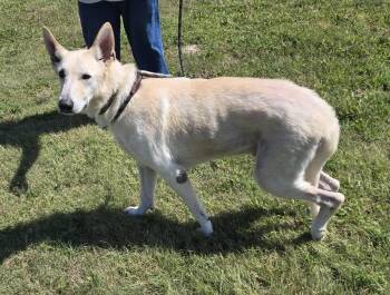 Rescue German Shepherd Dog Dogs for Adoption in Larned, Kansas - Bolt | PetCurious