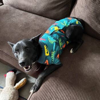 Finn -  Cattle Dog and Mixed Breed Dog for Adoption in Brainerd, Minnesota - Finn | PetCurious