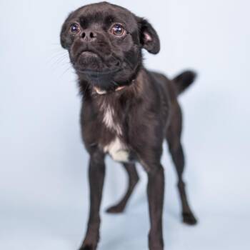 Sparky -  Pug Dog for Adoption in Portland, Oregon - Sparky | PetCurious