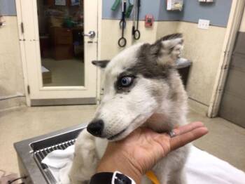 Rescue Husky and Mixed Breed Dogs for Adoption in Riverside, California - DUSTY | PetCurious
