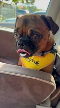 Rescue Pug Dogs for Adoption in Claremont, California - Potato | PetCurious