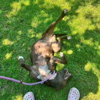 Kisses -  Pit Bull Terrier Dog for Adoption in Savannah, Georgia - Kisses | PetCurious