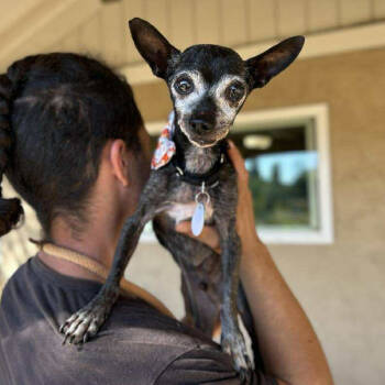 Rescue Chihuahua Dogs for Adoption in Ramona, California - Wilmer | PetCurious