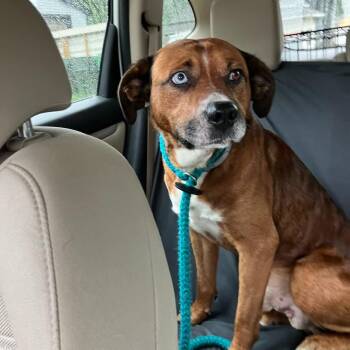 BOWIE -  Mountain Cur and Hound Dog for Adoption in Media, Pennsylvania - BOWIE | PetCurious