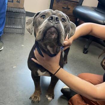 Pooch -  Mixed Breed Dog for Adoption in Dickinson, Texas - Pooch | PetCurious