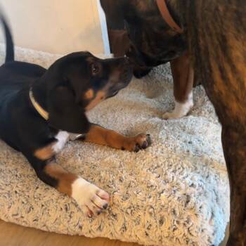 Astronomy Pup: Jupiter -  Beagle and Mixed Breed Dog for Adoption in Falls Church, Virginia - Astronomy Pup: Jupiter | PetCurious