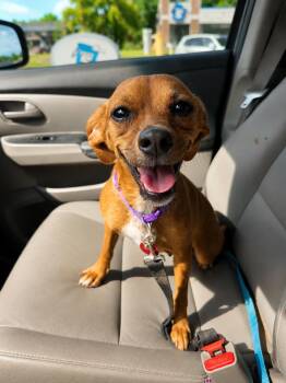Blair (F) -  Chihuahua Dog for Adoption in Nashville, Tennessee - Blair (F) | PetCurious