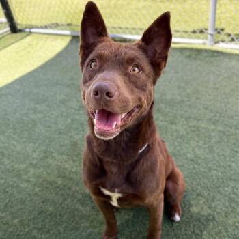 Kratos -  Pit Bull Terrier and Border Collie Dog for Adoption in Long Beach, California - Kratos | PetCurious