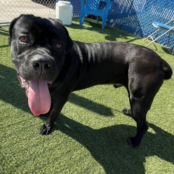 Rescue Cane Corso Dogs for Adoption in Hawthorne, California - Clifford | PetCurious