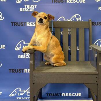 Terrier Dogs Available for Adoption - TIANA | PetCurious