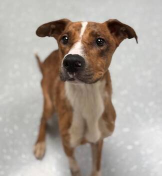 Rescue German Shepherd Dog Dogs for Adoption in New Philadelphia, Ohio - Enid | PetCurious