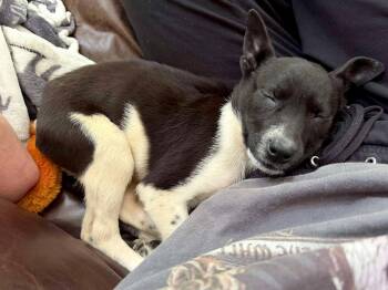 Billie -  Labrador Retriever and Shepherd Dog for Adoption in Holly Springs, North Carolina - Billie | PetCurious
