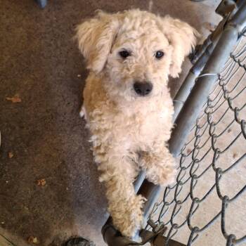 Poodle Dogs Available for Adoption in Eastford, Connecticut - CT Lucy | PetCurious