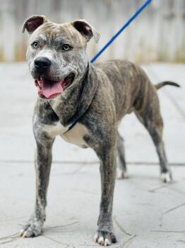 AC-4643 "Hay-Hay" -  Pit Bull Terrier Dog Available for Adoption in Conyers, Georgia - AC-4643 "Hay-Hay" | PetCurious