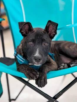 Roo -  Mixed Breed Dog for Adoption in Highland, New York - Roo | PetCurious