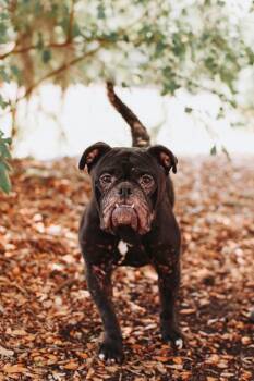 American Bulldog and Mixed Breed Dogs Available for Adoption in North Charleston, South Carolina - 92650a Sourdough | PetCurious