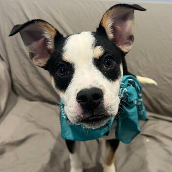 Mixed Breed Dogs Available for Adoption in Canal Winchester, Ohio - Milkshake | PetCurious