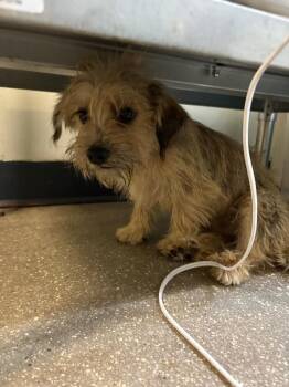 Mixed Breed Dogs Available for Adoption in Ocala, Florida - Leo | PetCurious